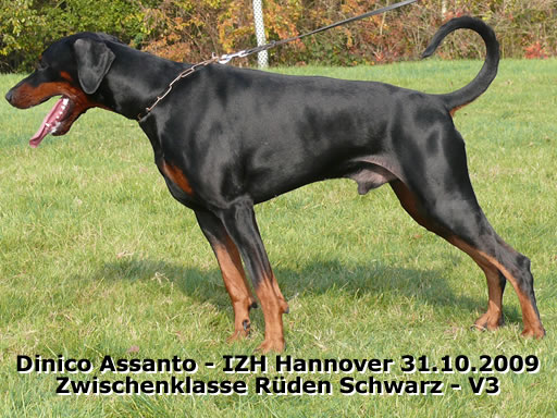 IZH Hannover CACIB-Schau Hannover 31.10.2009